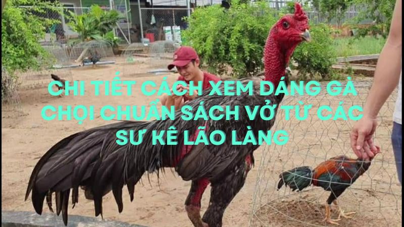 Chi tiết cách xem dáng gà chọi chuẩn sách vở từ các sư kê lão làng
