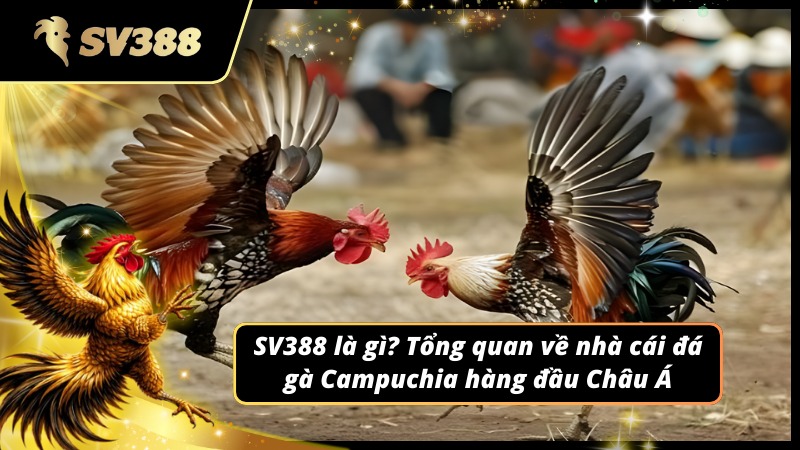 Giới thiệu và giải thích về Đá Gà Campuchia SV388 hàng đầu