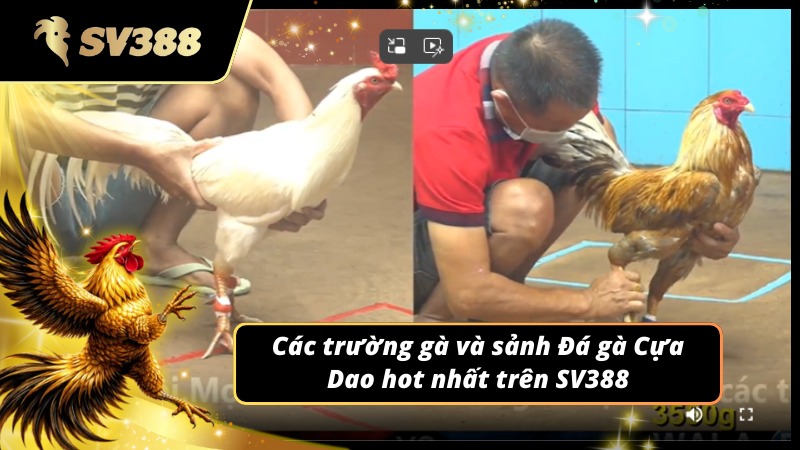 Các trường đá gà Cựa Dao SV388 nổi bật