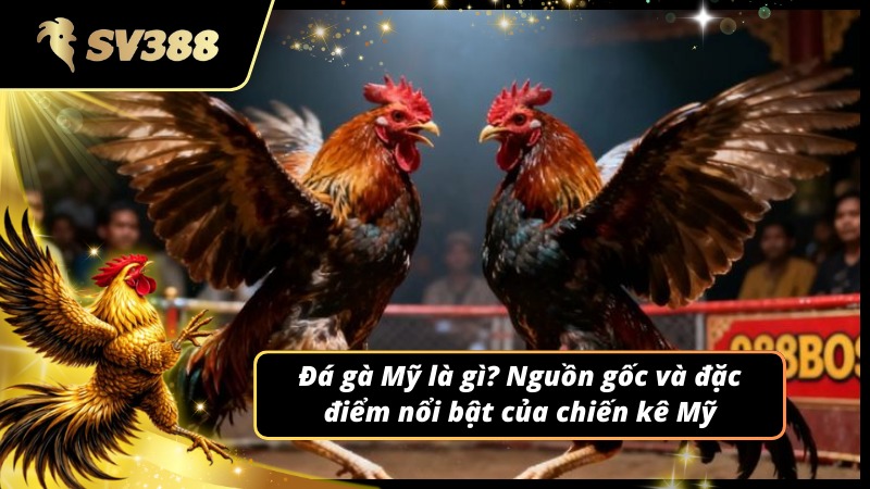 Giới thiệu tổng quan về bộ môn Đá gà Mỹ SV388