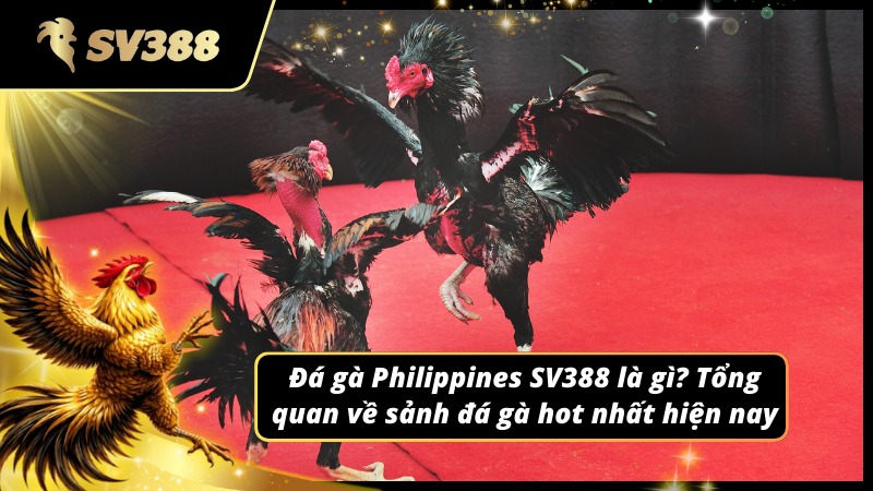 Giới thiệu tổng quan về sảnh Đá gà Philippines SV388