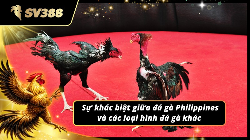 Sự khác biệt giữa đá gà Philippines SV388 và các loại hình khác