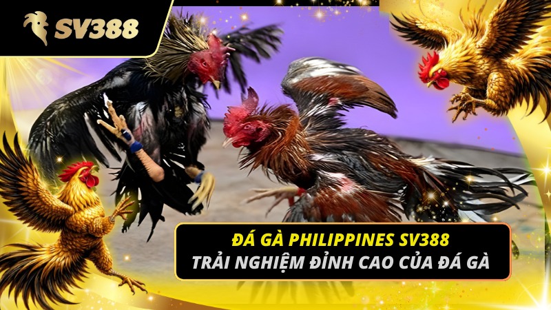 Đá gà Philippines SV388