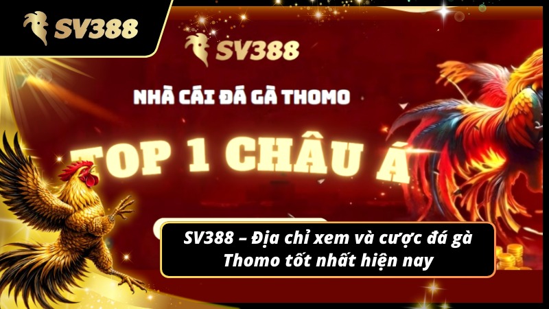 Đá gà Thomo SV388 là nơi xem cược đá gà tốt nhất hiện nay