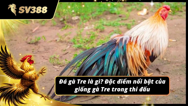 Giải thích về bộ môn Đá gà Tre SV388 và đặc điểm nổi bật của giống gà Tre