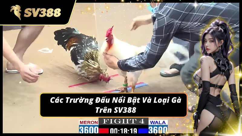 Các trường đấu nổi bật theo lịch đá gà SV388